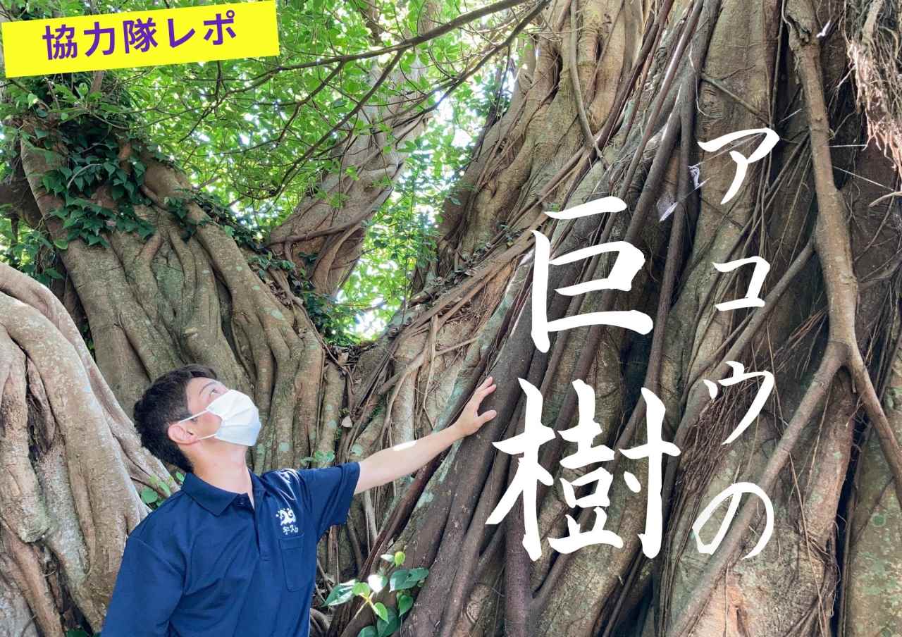【五島観光スポット】5分で癒される、宇久島のアコウの巨樹を移住者が語る。［協力隊レポ］