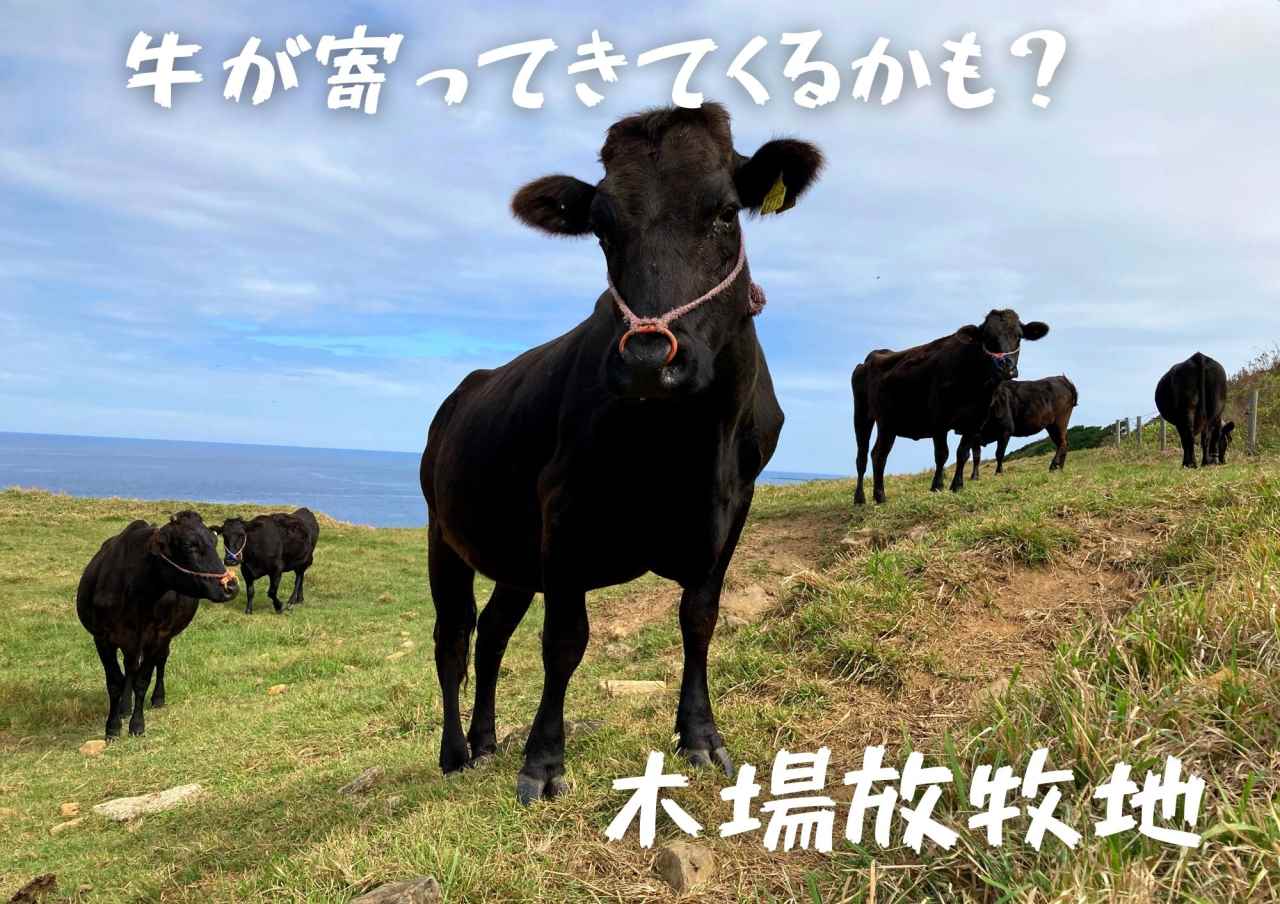 【五島観光スポット】黒毛和牛を見るなら宇久島の木場放牧地、秋の模様。［協力隊レポ］